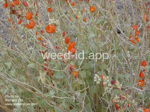 globemallow